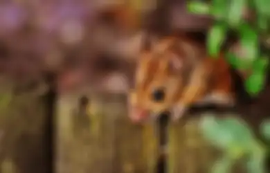 Wajar Saja Tak Mau Pergi, Terungkap 6 Penyebab Kenapa Tikus Masih Berkeliaran di Rumah