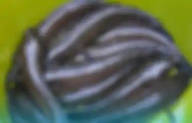 Biasa Hidup di Rawa-rawa, Ikan Asli Indonesia Dijual dengan Harga Selangit di Pasar Luar Negeri, Ternyata Punya Khasiat sebagai Obat Penyakit Ini