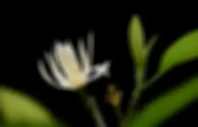 Lekat dengan Sesuatu yang Berbau Mistis dan Gaib, Bunga Kantil Rupanya Masuk 7 Jenis Herbal untuk Atasi Asam Lambung