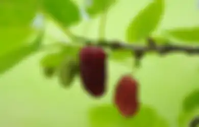 Nyesel Baru Tahu, Rupanya Daun Murbei Ampuh Atasi Lonjakan Gula Darah Bagi Penderita Diabetes, Gak Perlu Obat Kimia Lagi