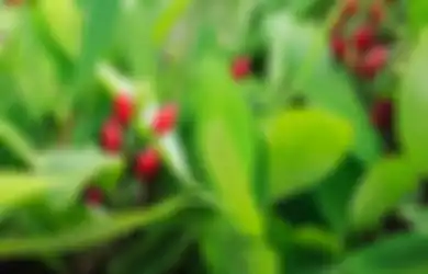 Waduh! Seperti Ganja, 5 Tanaman Ini Punya Efek Bikin Nge-fly!
