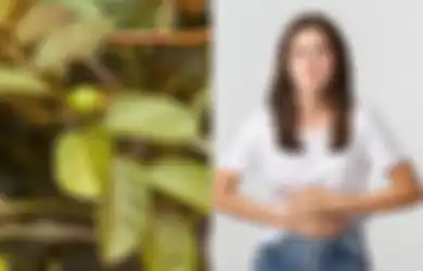 Kaya Antioksidan dan Punya Senyawa Fitokimia, Daun Buah Ini Bisa Atasi Asam Lambung Tinggi, Begini Cara Mengolahnya untuk Obat Alami
