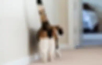 Kok Kucing Suka Kasih Lihat Bokongnya? Ternyata Ini Maksudnya!