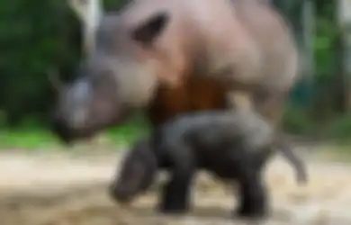 Penampakan Rosa, Bayi Badak Sumatera yang Baru Lahir di Taman Nasional Way Kambas 