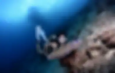 Makin Rajin Umbar Foto Diving, Gisel Ngaku Gemes Lihat Hewan Unik Ini