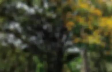 Jawaban Manfaat Pohon Bagi Manusia Kelas 4 SD Tema 9 Halaman 48 