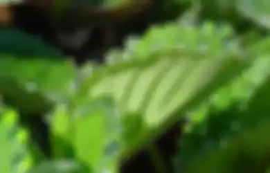 Mengenal Gutasi, Keluarnya ‘Air’ pada Daun Tanaman, Bahayakah?