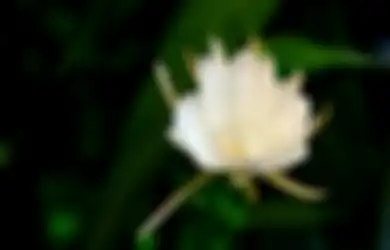7 Weton Pewaris Karisma dan Pesona Khodam Bunga Wijaya Kusuma