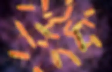 Parah, Ini Bahaya Bakteri Salmonella yang Mengancam Kesehatan Kita!
