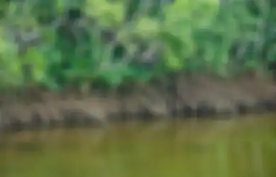 Jawaban Bagaimana Hutan Bakau Dapat Menjeaga Keseimbangan Alam