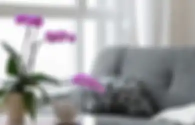 Wow! Pemiliknya Bisa Kebanjiran Hoki, 6 Bunga Ini Pembawa Rezeki dan Keberuntungan Menurut Fengshui, Salah Satunya Anggrek Ungu
