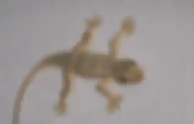 Jika Merasa Terganggu oleh Kehadiran Cicak, Lakukan Cara Ini untuk Mengusirnya!