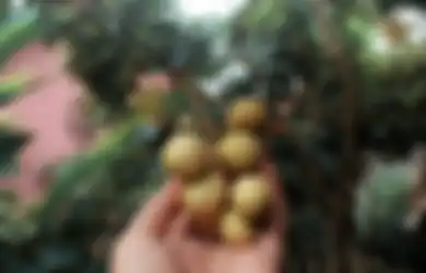 Deretan Manfaat Kelengkeng Bagi Kesehatan. Yakin Mau Melewatkannya?