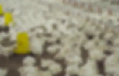 Intip Peternakan Ayam McDonalds Indnonesia. Cara Potong Ayamnya Halal?