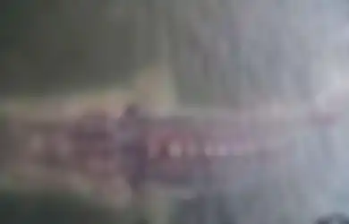 Besarnya Disebut-sebut Setara dengan Perahu Sampan Milik Warga, Geger Ikan Raksasa Misterius Muncul di Ranu Pakis Lumajang, Nelayan Ungkap Hal Mengejutkan