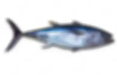Hindari Makan 5 Jenis Ikan Ini karena Enggak Baik Buat Kesehatan!