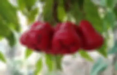 Kandungan Serat dan Mineralnya Tinggi, Jambu Air Ternyata Membuat Pencernaan Lebih Lancar dan Terhindar dari Asam Lambung