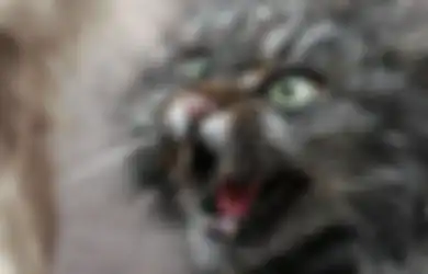 Bahaya, 5 Penyakit Kucing Ini Bisa Langsung Menular Ke Kita, Lho!
