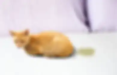 Ini 3 Alasan Kucing Peliharaan Sering Pipis Sembarangan di Rumah