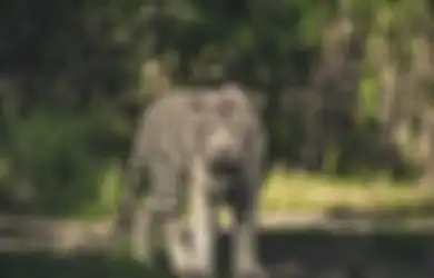 Khodam Macan Putih Konon Sangat Menyukai 3 Weton Ini