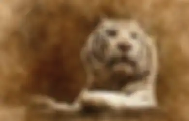 Punya Banyak Musuh Karena Sifat Lakuning Bening, Pemilik 3 Weton Jawa Ini Konon Paling Disukai Khodam Harimau