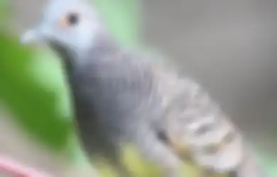 6 Mitos Seputar Burung Perkutut yang Dipercaya Punya Khodam Pendamping