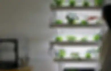 Tak Perlu Bingung Lagi Membawa Tanaman Masuk ke Ruangan, Begini Cara Buat Interior Makin 'Aesthetic' Hanya dengan Unsur Tanaman!