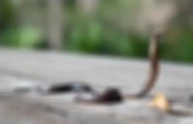 Waspada Mulai Sekarang Juga! Sering Dikaitkan dengan Munculnya Tamu Tak Diundang, Inilah 5 Arti dan Makna Mitos Ular Masuk Rumah