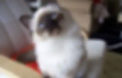 Enggak Cuma Manusia, Kenali Gejala Penyakit Jantung pada Kucing!