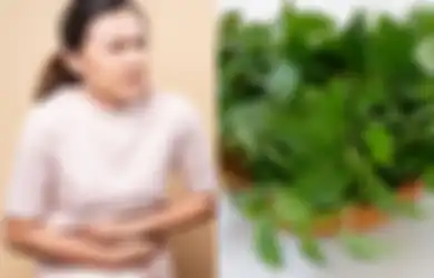 Cukup Andalkan Daun Murah Meriah Satu Ini, Asam Lambung Bisa Enyah, Begini Cara Mengolahnya