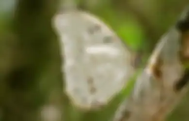 Jawaban Tuliskan dalam Bentuk Peta Pikiran Perkembangbiakan Hewan 