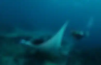 Pendam Kecewa, Gisel Bersyukur Masih Bisa Ketemu Makhluk Jinak di Bali, Foto Diving Ibunda Gempi Disorot