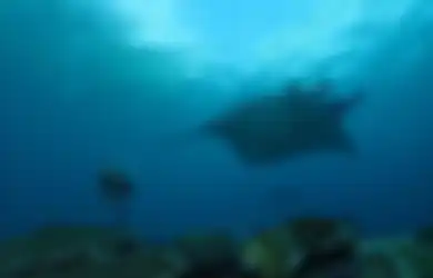Ketemu Ikan Raksasa di Nusa Penida, Gisel Sampai Bilang Begini ke Pria Ini, Foto Janda Gading Marten Diving Disorot