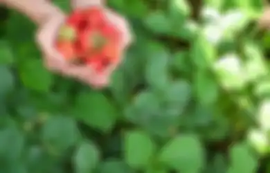 Cara Berkembang Biak Vegetatif Tumbuhan Jawaban Kelas 6 SD Tema 1
