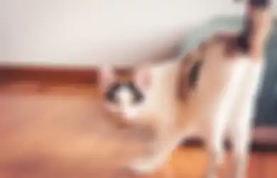 Penyelamat! 5 Aroma Ini Bisa Cegah Kucing di Rumah Pipis Sembarangan!