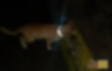 Menarik! Rayakan Hari Kucing Internasional, Mahasiswa Unpad Pasang “Reflective Collar” ke Kucing Jalanan di Jatinangor