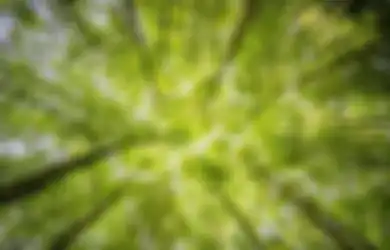 Jawaban Apa yang Harus Kita Lakukan untuk Menjaga Kelestarian Hutan