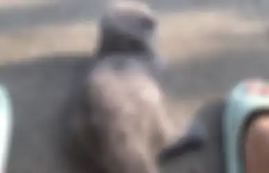 Kucing Gisel Senang Lakukan Ini di Pagi Hari, Foto Aksinya Diunggah