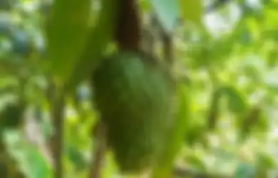 Bukan Cuma Ampuh Obati Sel kanker, Daun Ajaib Ini Juga Sering Digunakan Tukang Kebun untuk Usir Hama Tanaman, Langsung Hilang Dalam Sehari!