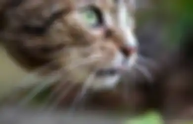 Jangan Potong Kumis Kucing, Kemampuan GPS-nya Bisa Hilang & Kebingungan 