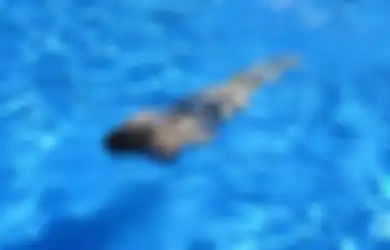 Jadi Salah Satu Peringatan untuk Diri Kita, Ternyata Arti Mimpi Berenang Punya Banyak Makna, Simak Tafsirannya Satu-satu