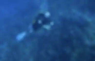 Diving Bareng Ikan di Alor, Gisel Ketagihan Unggah Foto Begini