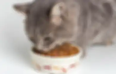 5 Rekomendasi Makanan Kering Kucing yang Sehat dan Bergizi! 