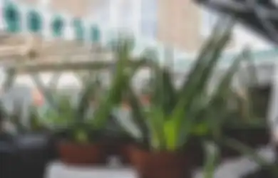 Senjata Baru Redakan Asam Lambung, Lidah Buaya Cukup Dikonsumsi Seperti Ini Agar Perut Terasa Lega, Bukan Cuma Jadi Obat Panas Dalam!