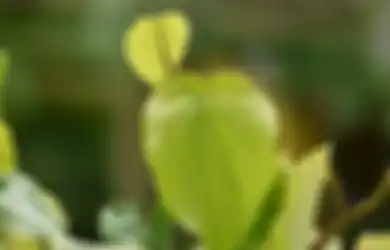 Opsi Selain Minum Obat, Asam Lambung Tinggi Bisa Diredakan dengan Mengonsumsi Teh dari Bahan-bahan Alami Ini