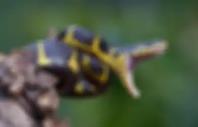 4 Weton Pemilik Khodam Ular yang Punya Karakter Pemarah, Licik dan Tukang Bohong