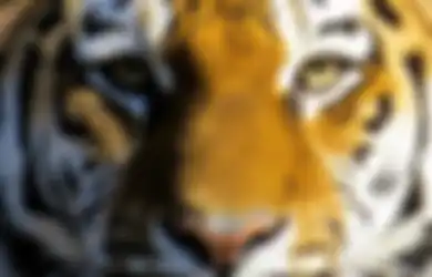 Bakal Menyerang Membabi Buta Jika Diusik Seperti Senin Wage, Simak Deretan Weton yang Dilindungi Khodam Harimau