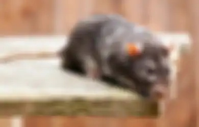 Aneka Tips Harian, Dijamin Bikin Seisi Rumah Kegirangan, Ternyata Begini Cara Alami Usir Tikus dari Rumah