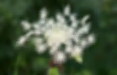 Segudang Manfaat Akar Angelica, Obat Herbal yang Ampuh Atasi Asam Lambung Kronis atau GERD