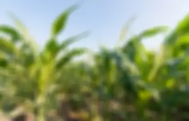 Ide Pokok Bacaan Bagaimana Jagung Berkembang Biak Jawaban Kelas 6 SD